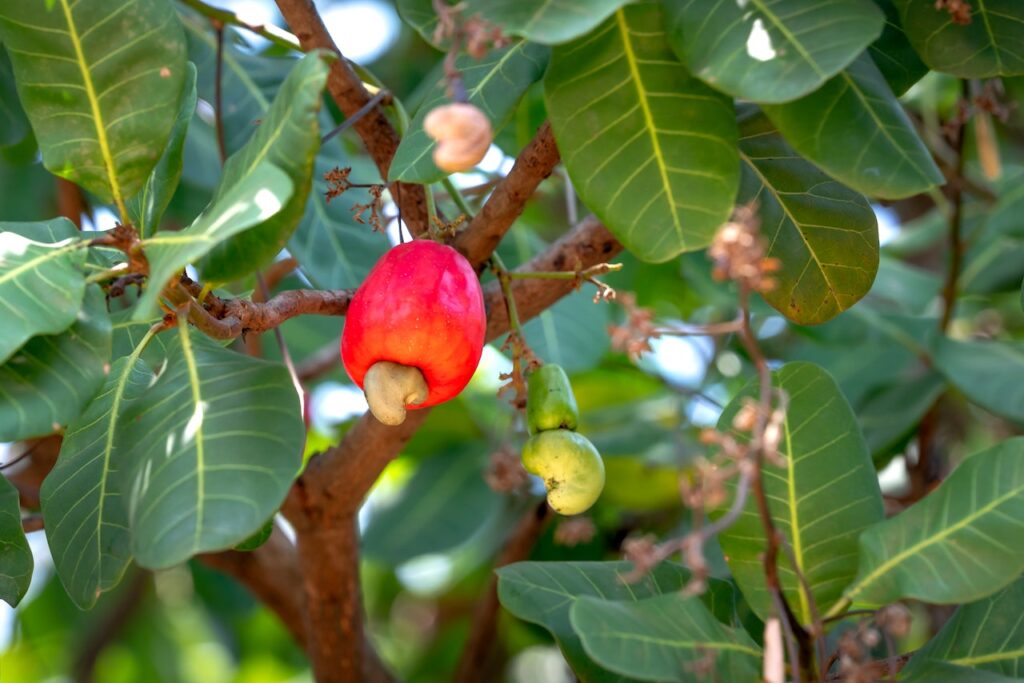 Six Useful Small-Sized Fruit Trees to Have at Home