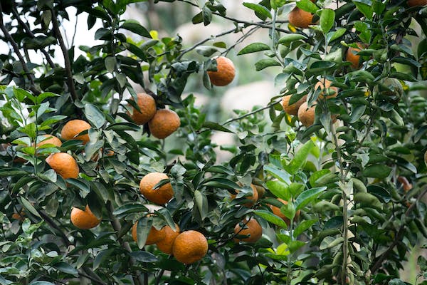 Six Useful Small Sized Fruit Trees to have at home