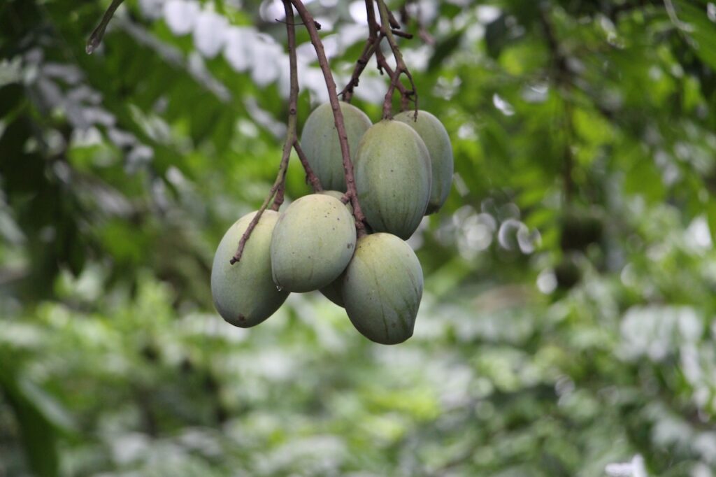 Six Useful Small-Sized Fruit Trees to Have at Home