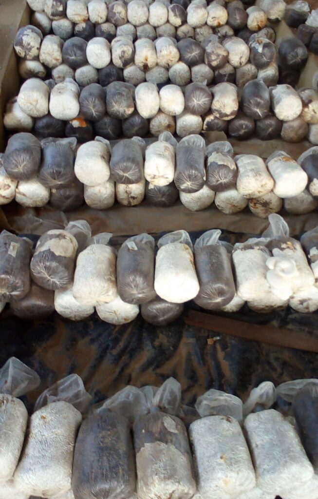 Substrates for planting mushrooms