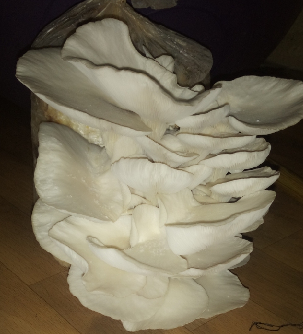 Mushrooms can replace meat