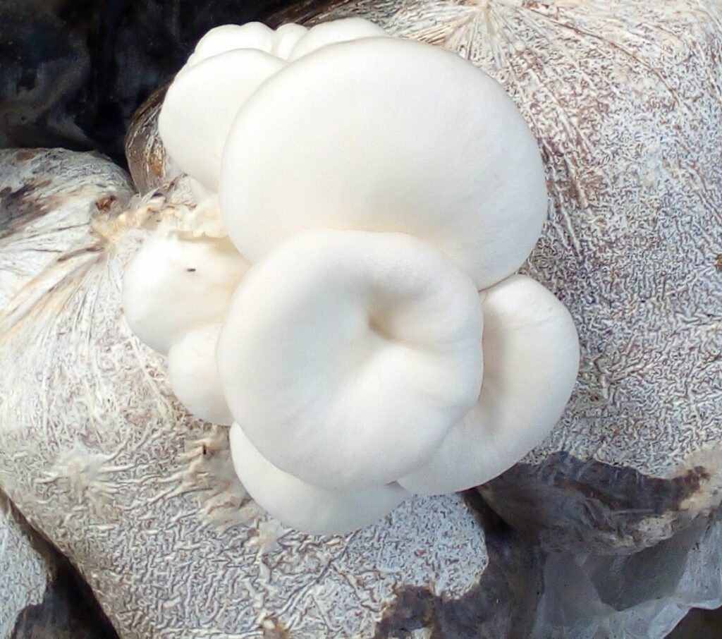 Oyster mushrooms sprouting from a pack of substrate